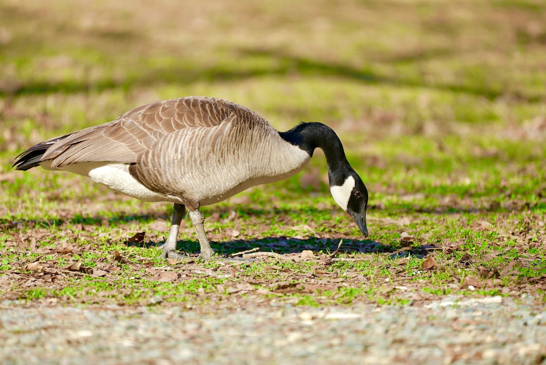 A Brown Goose on a Grassy Field