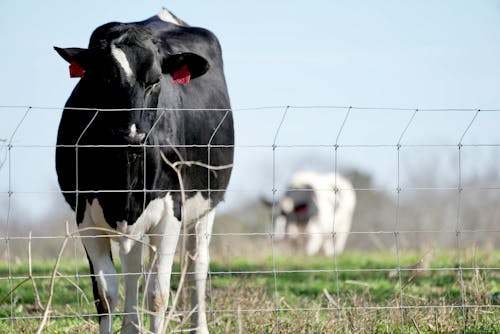 Fotos de stock gratuitas de animal de granja, animal domestico, bóvidos