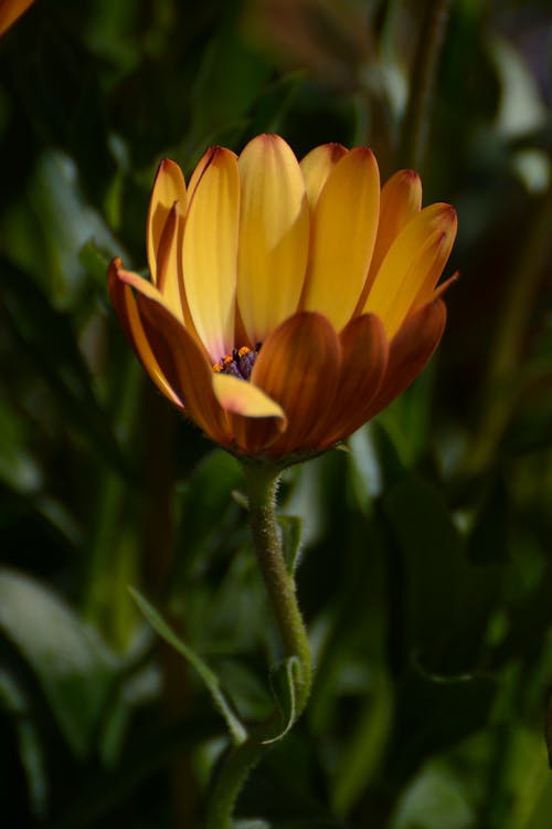 Close-Up Shot of a Yellow Daisy