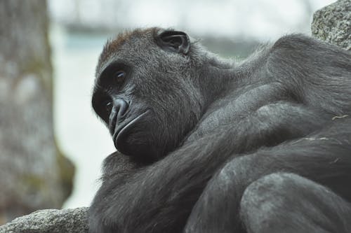 Free Close up Shot of a Chimpanzee
 Stock Photo