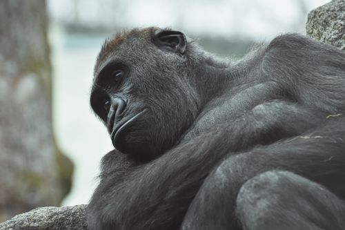Free A touching close-up portrait of a resting gorilla in a natural habitat setting. Stock Photo