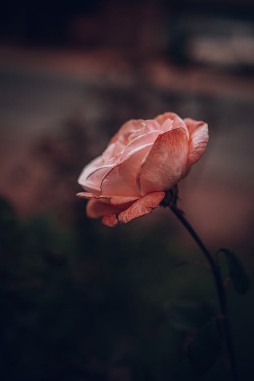 Close-Up Shot of a Pink Rose in Bloom