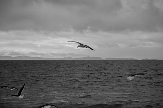 Birds Flying over the Sea