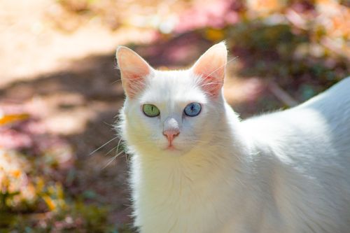 Free White cat with heterochromia eyes in sunlight, showcasing natural beauty and curiosity. Stock Photo
