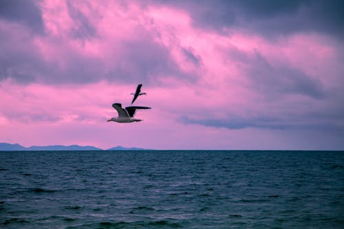 Free Seagulls Flying over the Sea  Stock Photo