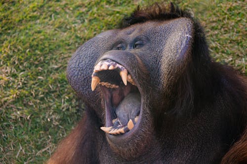 A Gorilla Showing Wide Mouth and Sharp Teeth