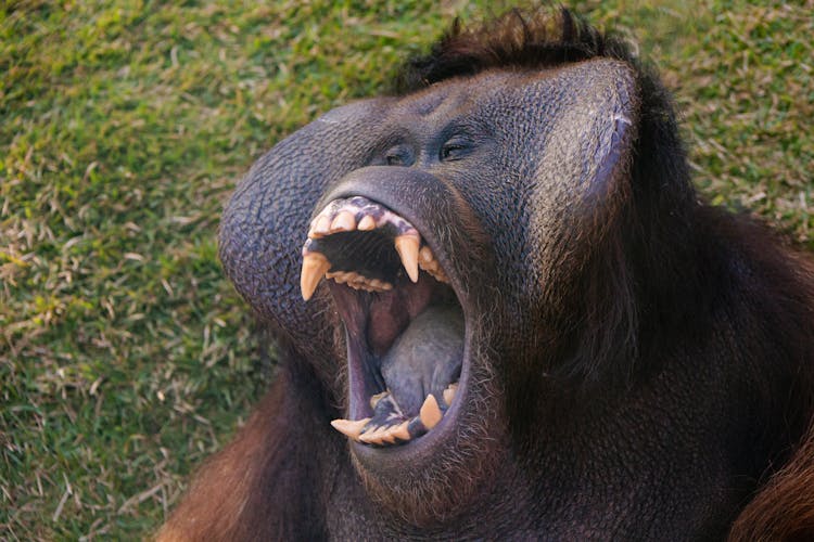 A Gorilla Showing Wide Mouth And Sharp Teeth