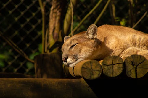 Close-up Photo of Sleeping Lioness