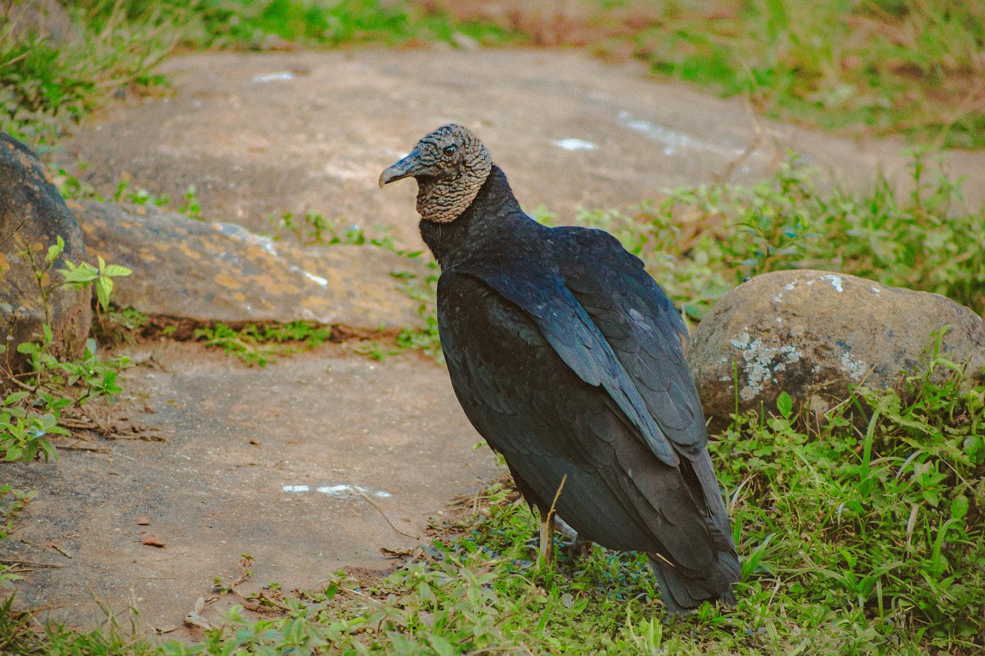 Black Vulture on Ground