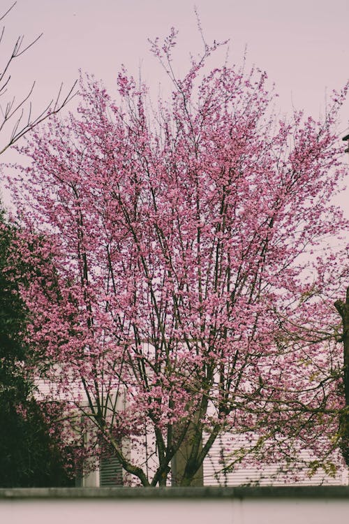 Pink Flowering Tree