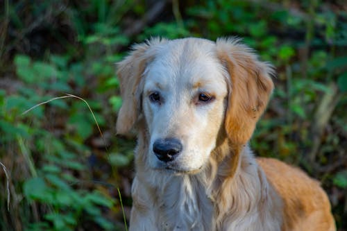 Free stock photo of animal head, cute dog, dog