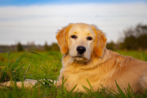 Free stock photo of brown dog, cute dog, golden retriever