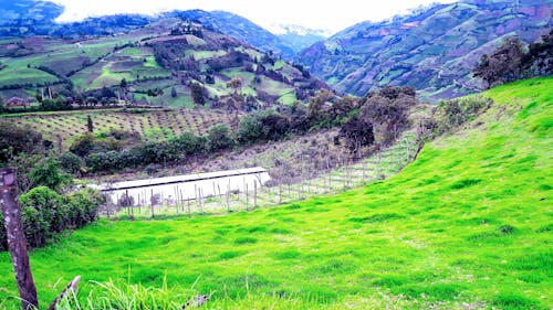 Foto stok gratis bidang hijau, bidang pertanian, pemandangan gunung