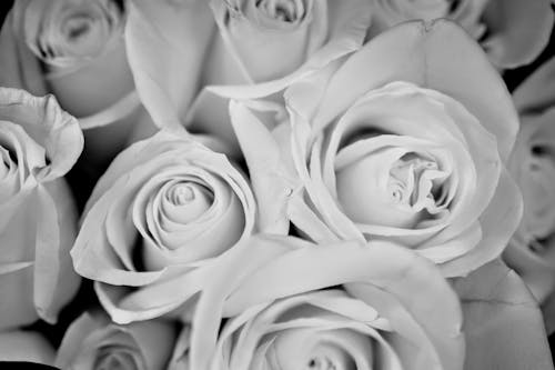 Ingyenes stockfotó fekete-fehér, rózsák, virágok témában Stockfotó