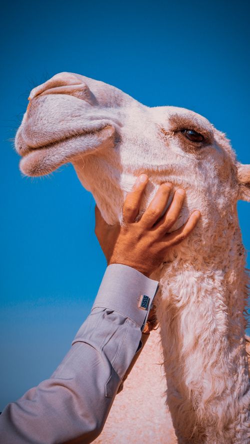 Free A person gently touching a camel's face under a clear blue sky, captured from a low angle. Stock Photo