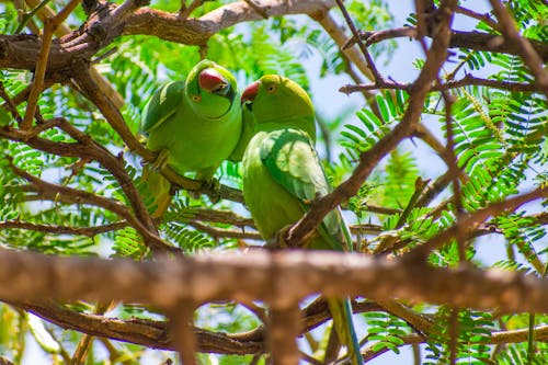 Free Two Parrots Perched on a Tree Branch Stock Photo