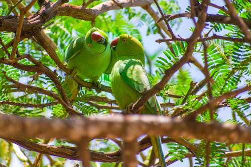 Two Parrots Perched on a Tree Branch