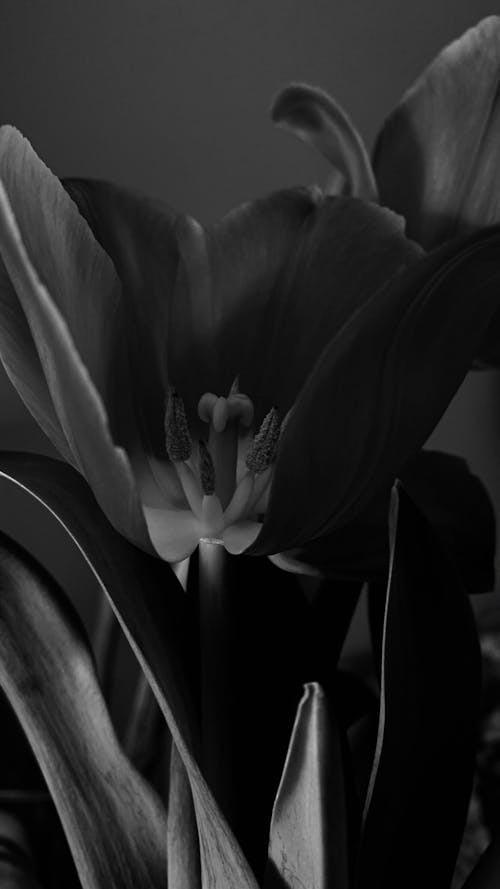 Grayscale Photo of a Lily in Bloom