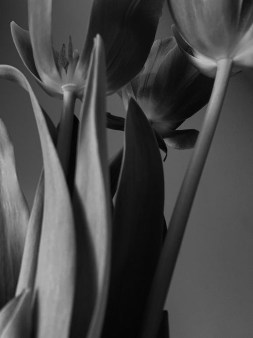 Free A delicate black-and-white close-up of tulip flowers showcasing intricate petal details and gentle growth. Stock Photo