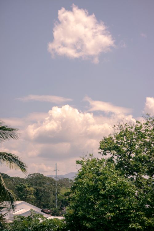 Free Tall trees with lush green foliage growing in countryside with building under clear blue sky with cumulus clouds on summer day Stock Photo