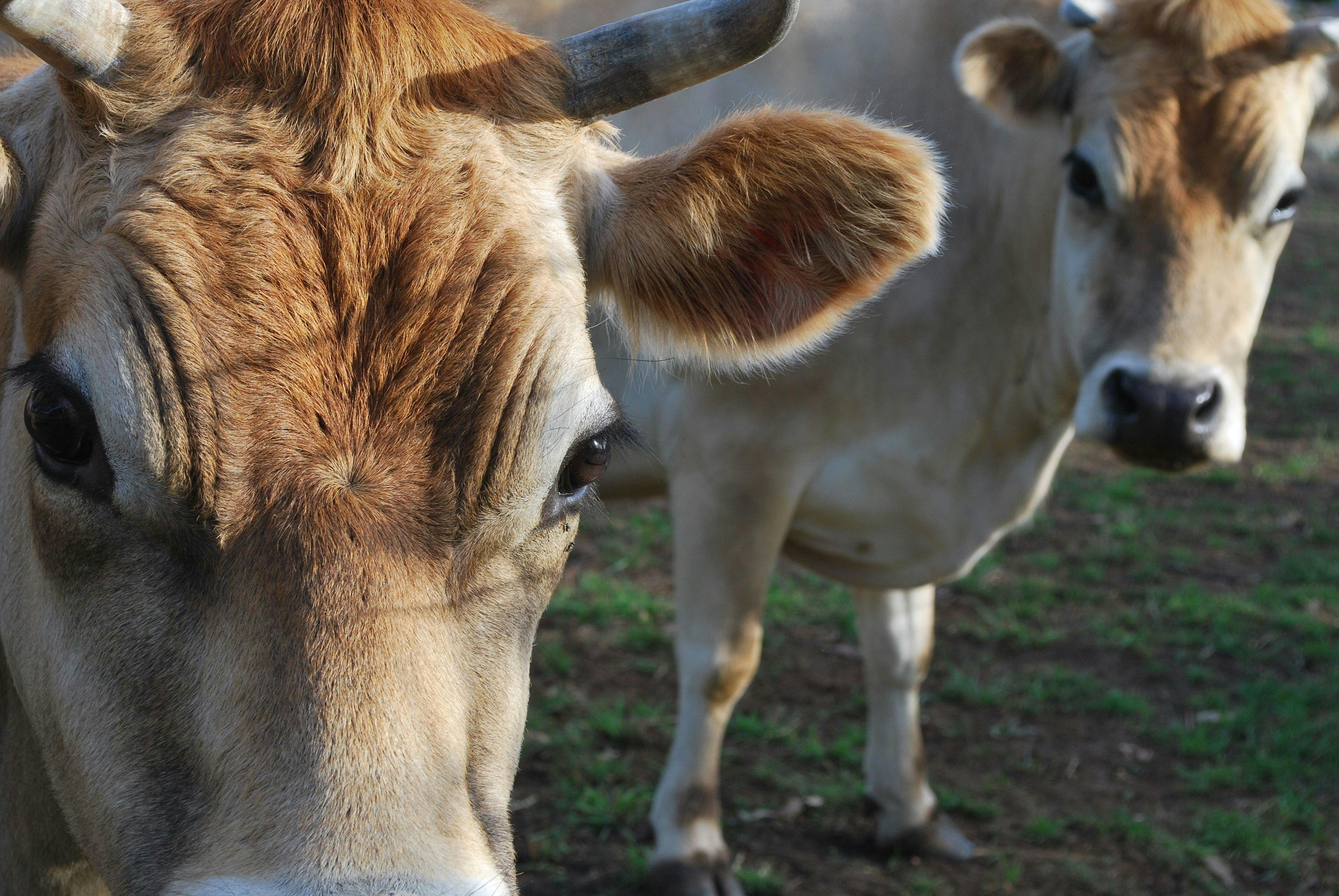 grátis Um close detalhado de vacas marrons em um campo gramado durante o dia. Foto profissional