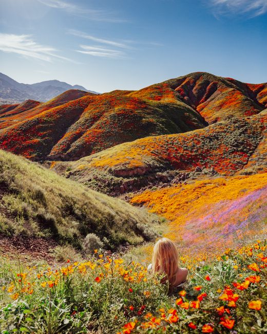 Woman sitting in vibrant poppy field during California's spring superbloom.
