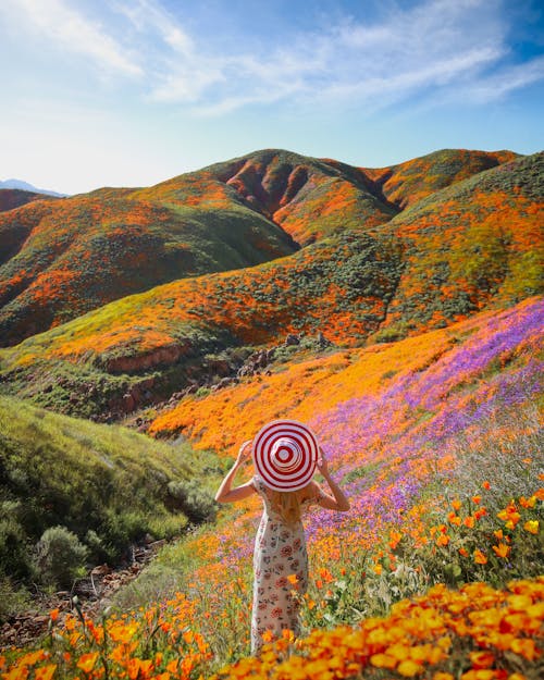 superbloom, 垂直拍摄, 天性 的 免费素材图片