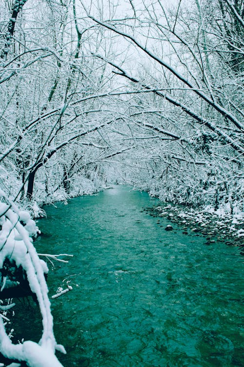 Stream In The Forest With Snow Covered Trees