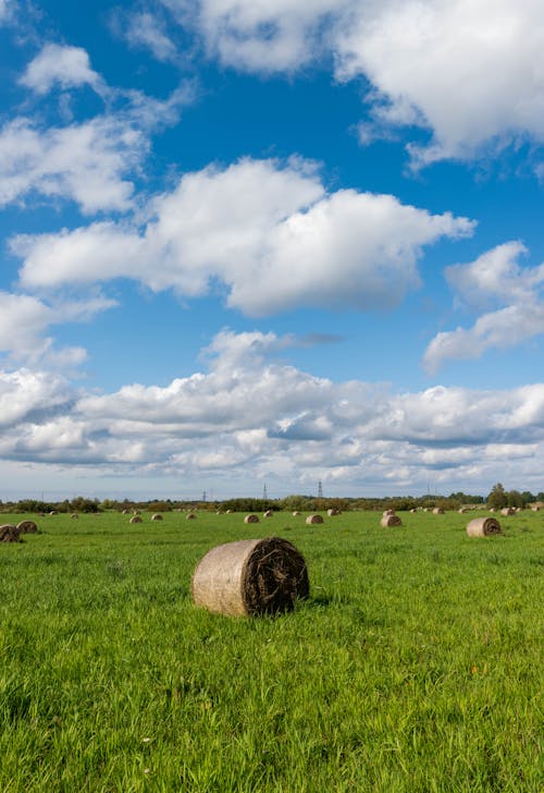 Kostnadsfri bild av clouds, fält, gräs