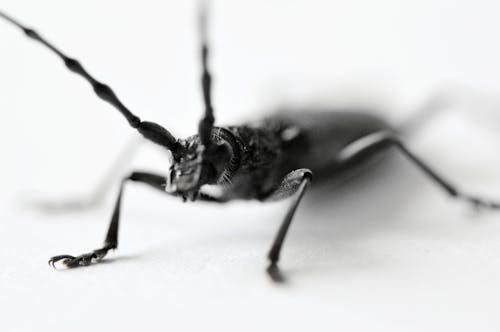 Black and White Photo of an Insect 