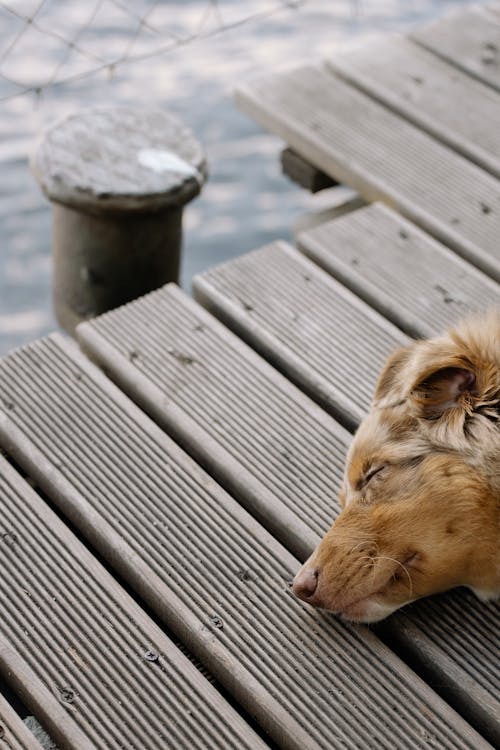 Free Dog Sleeping on Wooden Dock Stock Photo