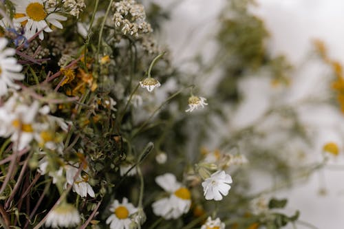 Dry Chamomile Flowers
