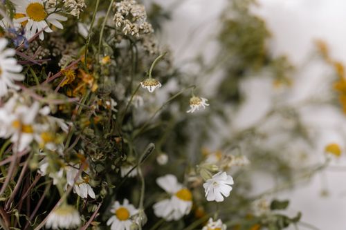 Free Beautiful close-up of blooming chamomile flowers with a soft, defocused background. Stock Photo