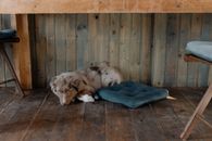 A cozy Australian Shepherd dog lying under a wooden table indoors.