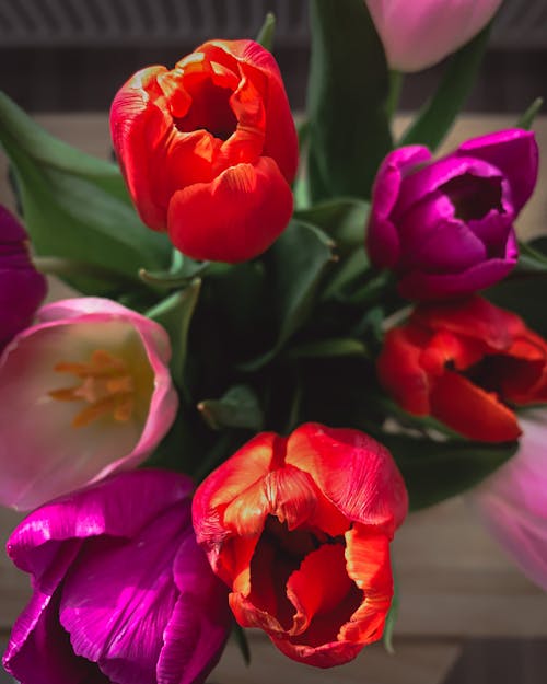 Gratis stockfoto met bloeien, bloemen, bloesem