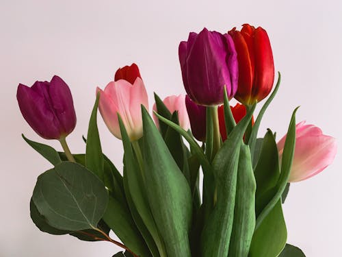 Free Colorful Tulips with Green Leaves Stock Photo