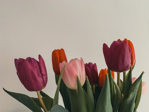 Free Photo of Colorful Tulips Stock Photo