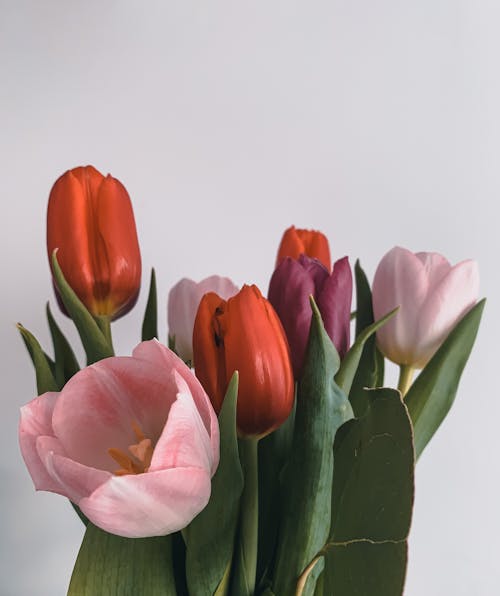 Gratis stockfoto met bloeien, bloemen, bloesem