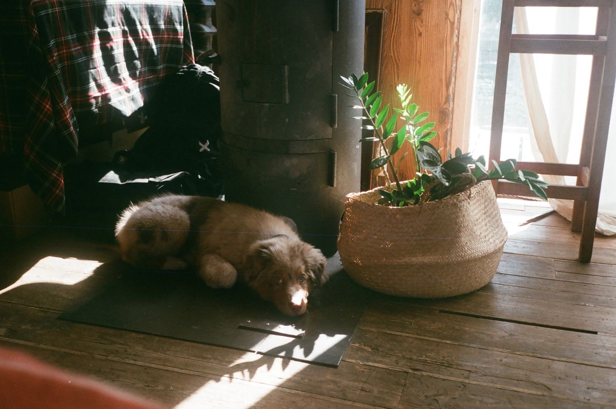 Filhote de cachorro deitado no chão ao lado de uma zamioculca plantada em cesto de palha