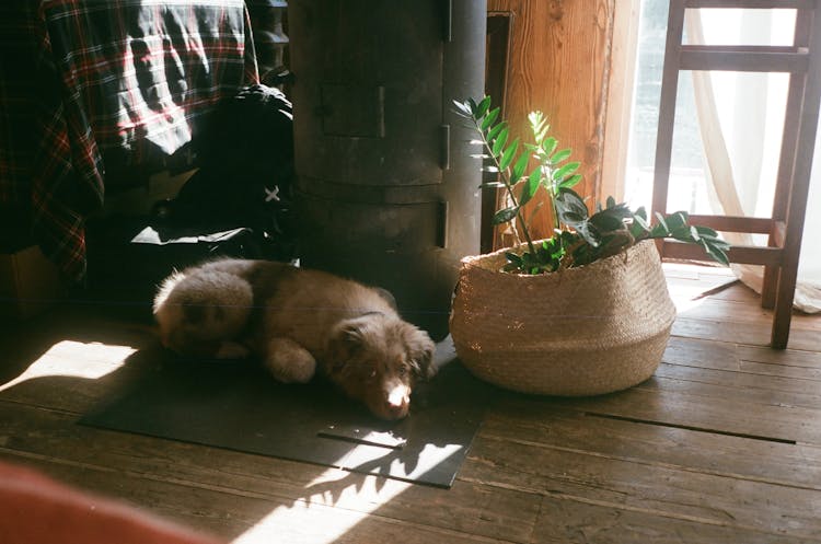 Photo Of An Australian Shepherd Lying Beside A Plant