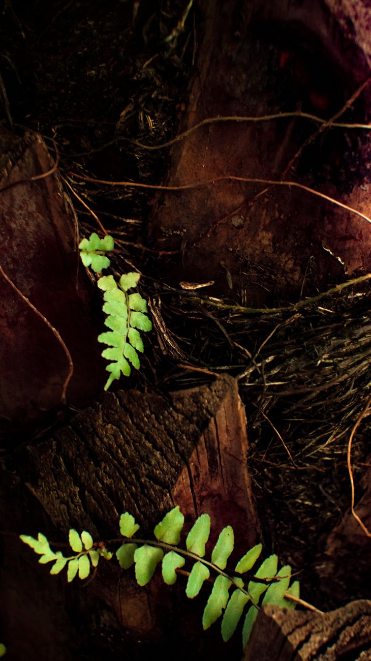 From above of green fern leaves growing near dried stump and thin leaves on ground in woods on summer day