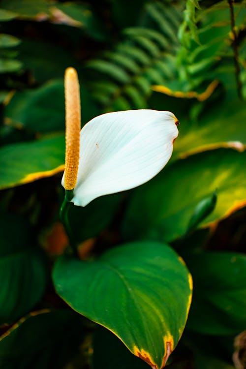 Free White fresh Spathiphyllum flower with green leaves and spathe growing in woods with various vegetation on summer day in nature Stock Photo