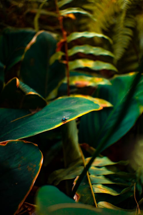 元素, 叢林, 垂直拍摄 的 免费素材图片