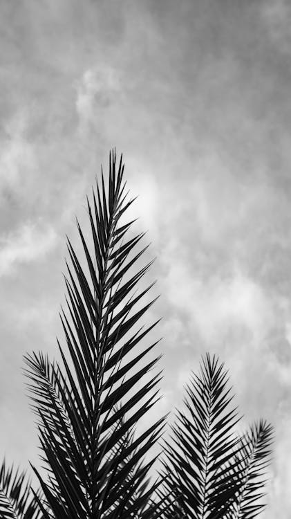 Exotic plant with fresh thin leaves · Free Stock Photo