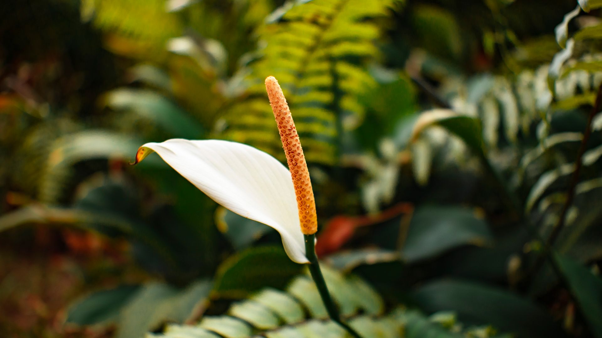A tranquil close-up of a blooming Peace Lily surrounded by lush greenery in a garden.