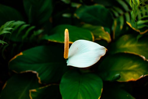 Free Fresh tender white petal of spathiphyllum with green leaves Stock Photo