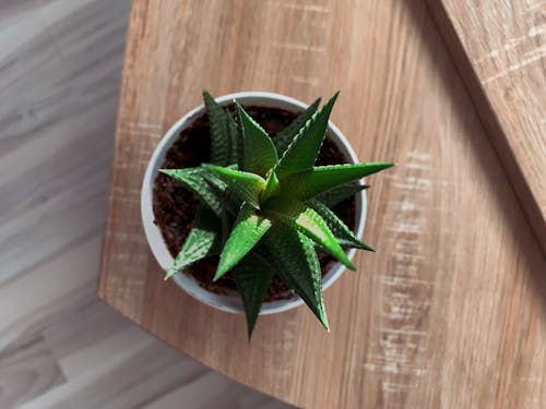 A Close-Up Shot of a Potted Succulent Plant