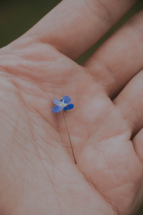 Free Unrecognizable person showing hand with blossoming blue flower Stock Photo