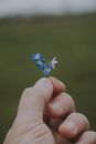 Crop unrecognizable male demonstrating small blue blossoming Myosotis or forget me not flowers on blurred background in countryside in daytime