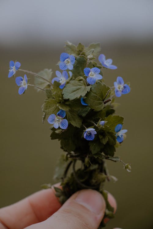 Kostnadsfri bild av blå blommor, fingrar, håller